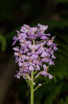 Small purple fringed orchid <BR>Lesser purple fringed orchid